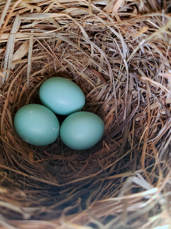 Three bright blue eggs in a nest.