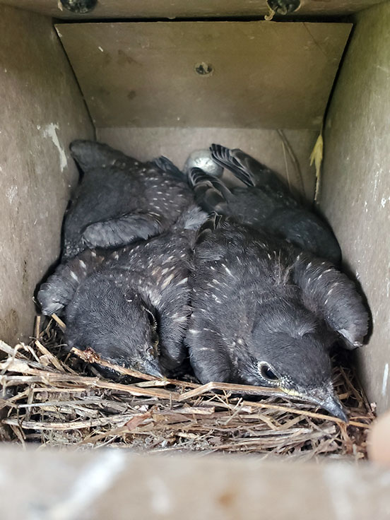 Four fledglings cuddle in their nest box.