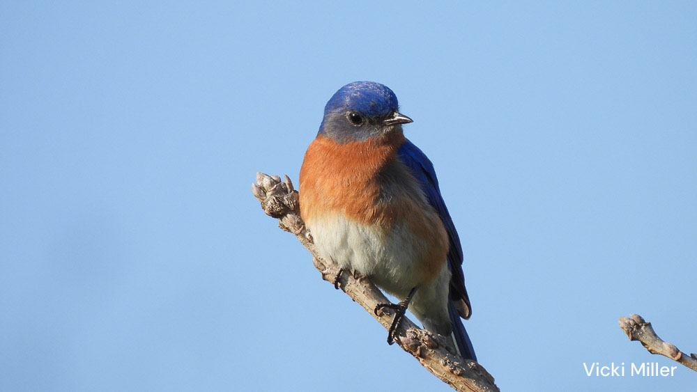 A bluebird perched on a twig