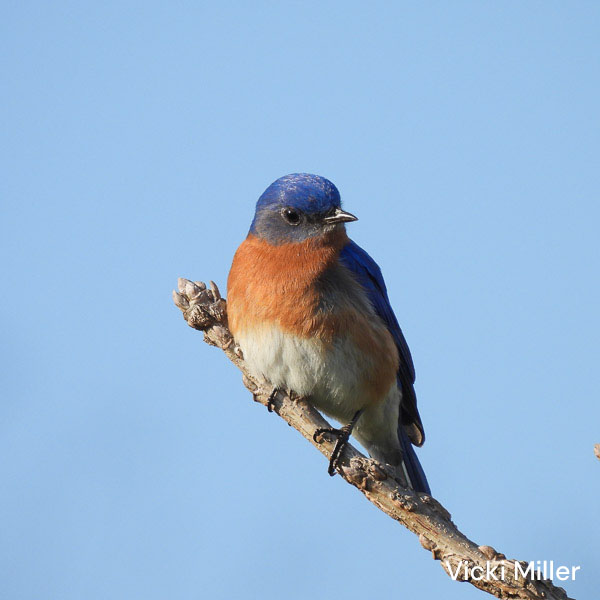 A bluebird perches on a twig.