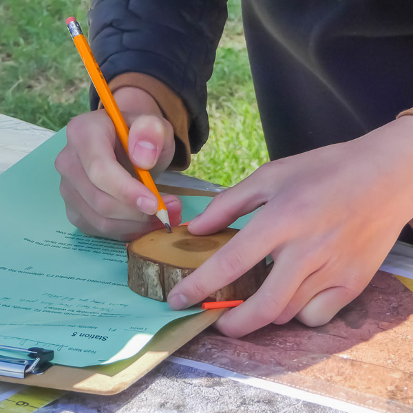Close-up of hands using a pencil to count tree rings on a small wood slice during an outdoor educational activity.