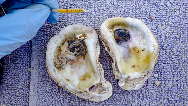 oyster shells on a towel