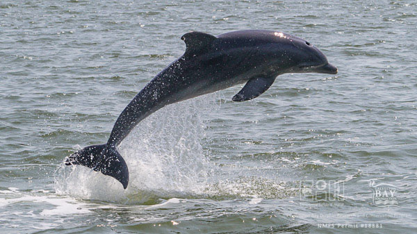 Galveston Bay Dolphin Research