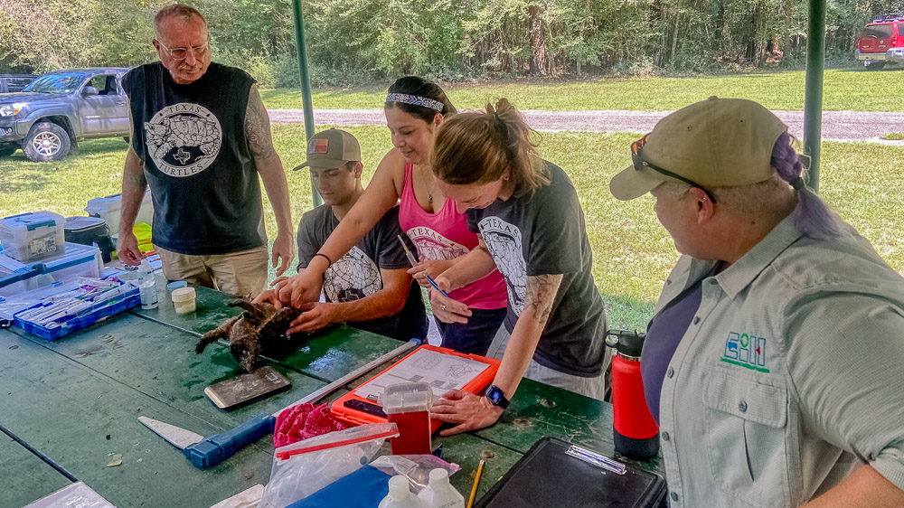 Five people gathered around a table with an alligator snapping turtle; one person holds the turtle while another prepares it for a PIT tag insertion.
